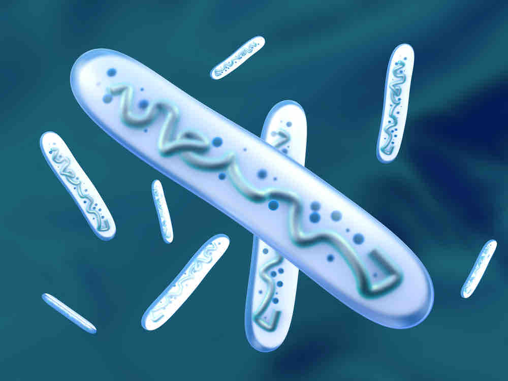 Wie Probiotika Ihr Immunsystem unterstützen